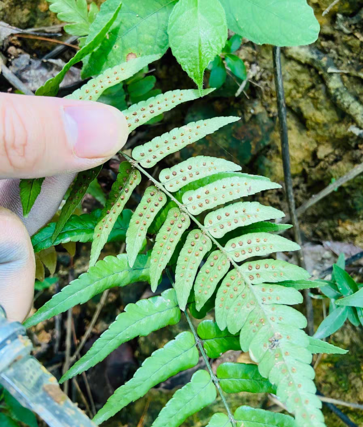 带孢子肾蕨鳞毛蕨教学专用学生上课作业蕨类植物学术研究葫芦藓