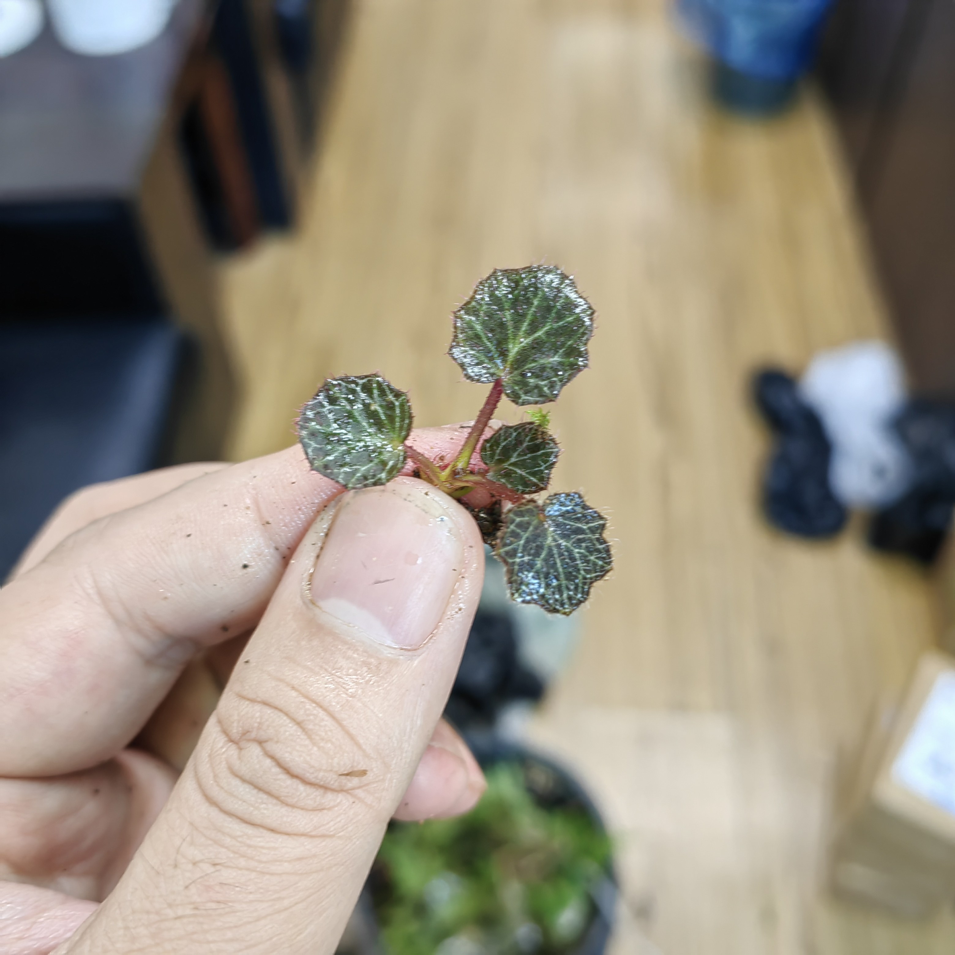 微景观迷你虎耳草吸水石假山雨林缸造景素材桌面山野草盆栽小绿植