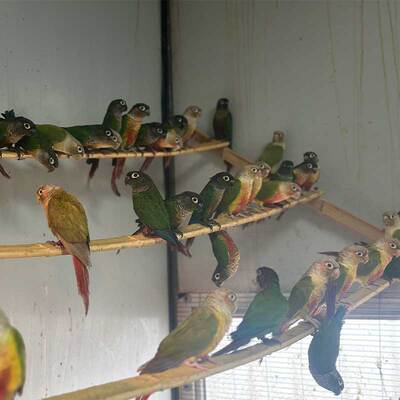 直播专用链接  小太阳鹦鹉