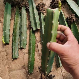 火龙果苗三角柱嫁接植物钻木仙人掌嫁接蟹爪兰令箭荷花多肉植物科