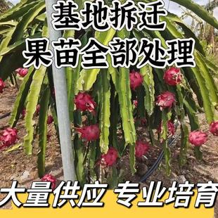红心火龙果树苗盆栽四季结果南北方种植白心黄金燕窝红心火龙果苗