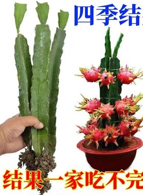 火龙果苗盆栽当年结果红心种植四季果树红肉大苗带果各种水果果苗