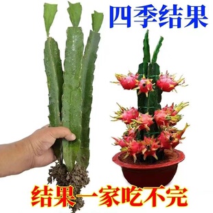 火龙果苗盆栽当年结果红心种植四季果树红肉大苗带果各种水果果苗