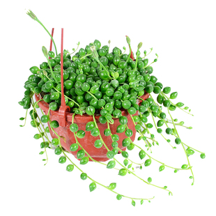 多肉植物珍珠吊兰盆栽室内花卉佛珠吊兰阳台绿植桌面趣味盆栽