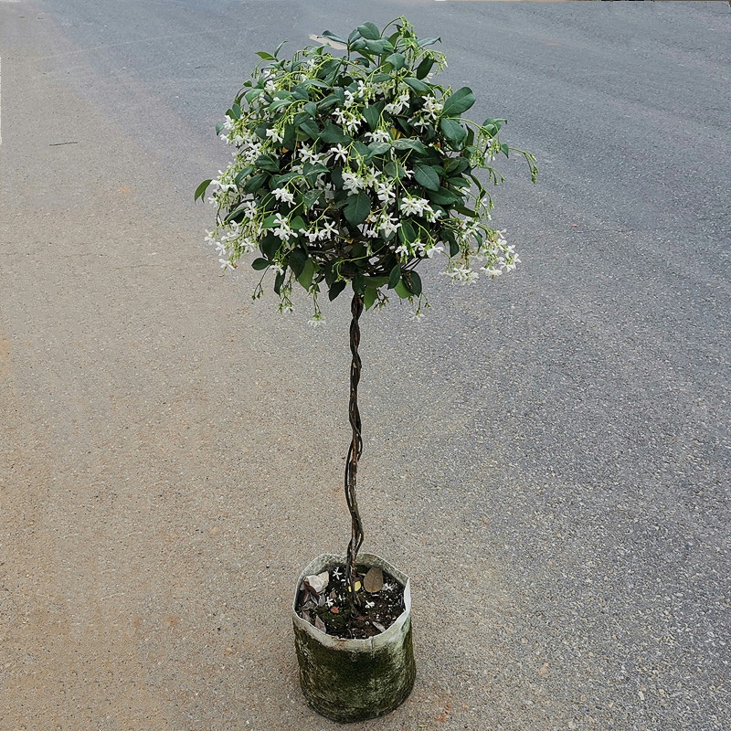 棒棒糖型风车茉莉花苗盆栽银丝茉莉爬藤花卉阳台庭院四季常青植物 鲜花速递/花卉仿真/绿植园艺 时令草本花卉 原图主图