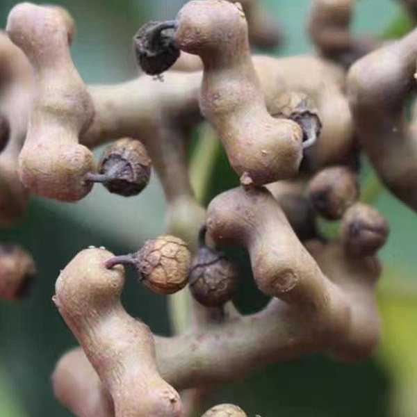 陕西秦岭新鲜拐枣万寿果野生拐枣