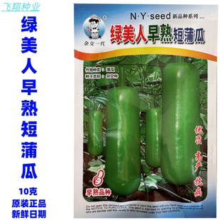 绿美人极早熟短蒲瓜种子瓠瓜种早生雌花多果皮翠绿春秋季蒲瓜种孑