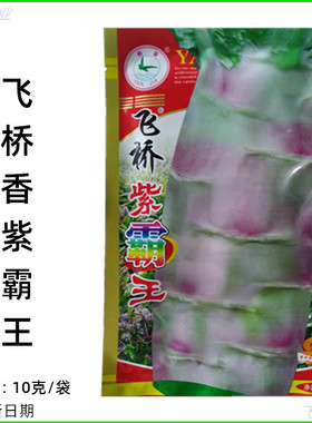 永安飞桥紫霸王莴笋种子基地种植红皮肉绿良种春夏秋冬季莴苣种孑