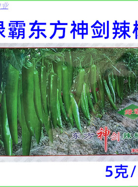 绿霸东方神剑辣椒种子中早熟大果牛角绿色尖椒高产春秋季辣椒种孑