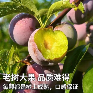 四川五月脆李子凤凰李青脆李半边红新鲜水果坏果包赔早上采下午发