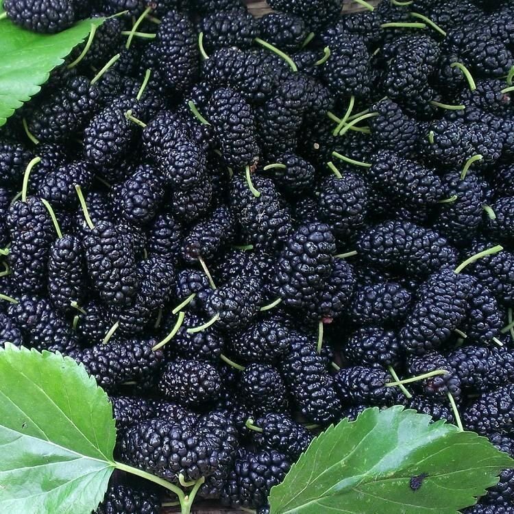 顺丰四川都江堰桑葚原生态自家种植桑泡桑果高端现摘应季新鲜水果