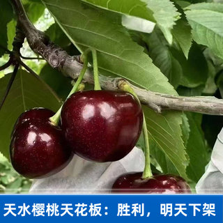 2026甘肃天水套袋大樱桃甜度高现摘现发产地直发顺丰航空直邮