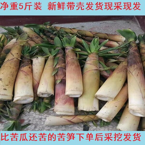 5斤装带壳苦笋 江西赣南新鲜野生带壳苦笋 现采现发大小随机混发