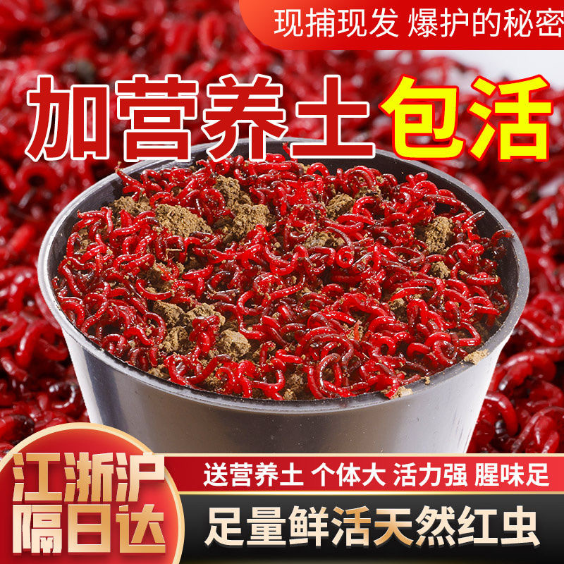 红虫活饵带土发货鱼食新鲜红虫饵钓鱼活体红线虫鲫鱼野钓拉饵饵料
