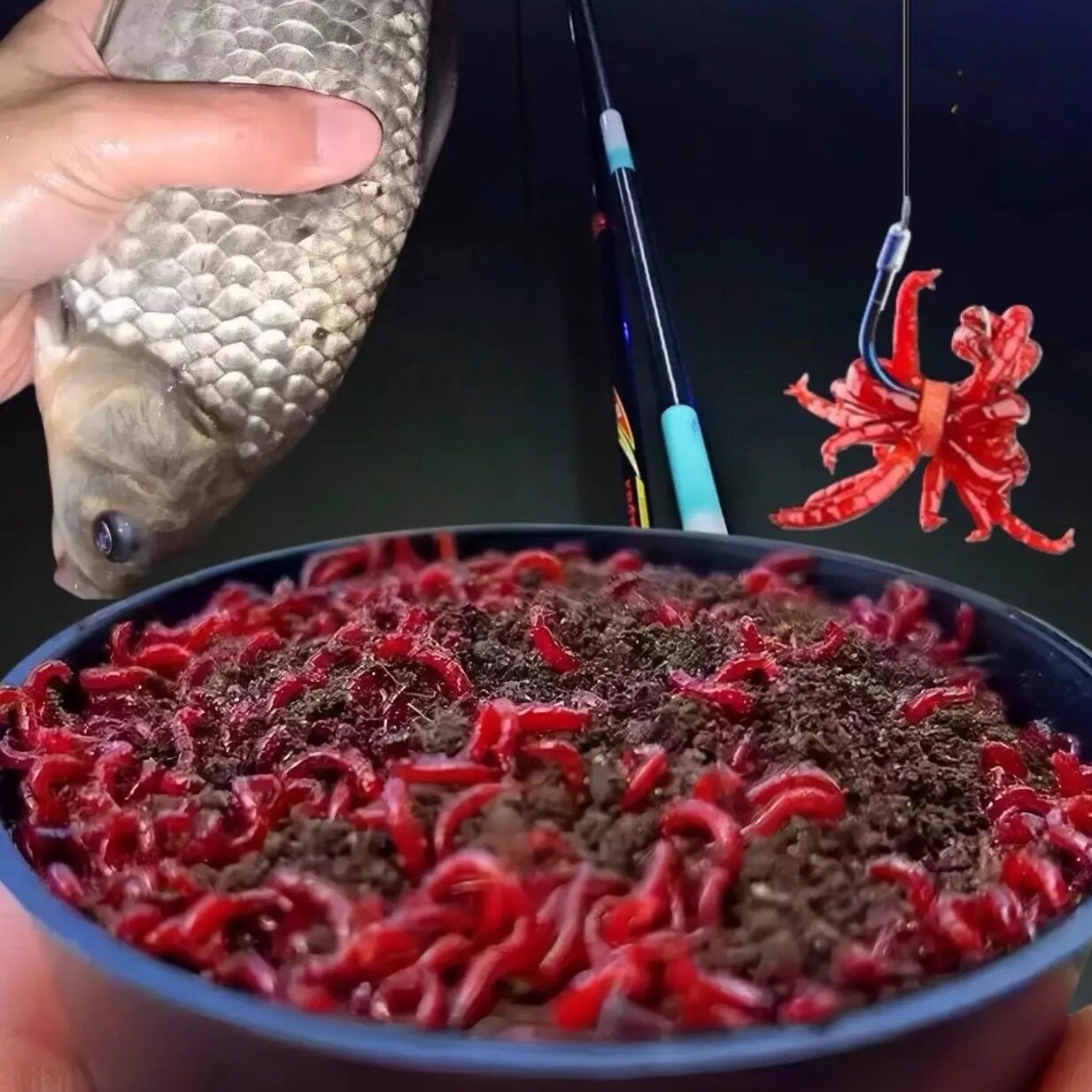 红虫活饵带土发货鱼食新鲜红虫饵钓鱼活体红线虫鲫鱼野钓拉饵饵料