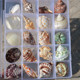 送人收藏礼品礼物送朋友 包邮 精选标本海螺贝壳收纳礼盒装 海螺贝壳