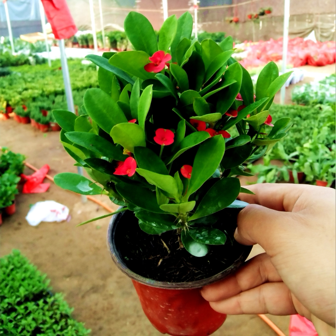 虎刺梅铁海棠花盆栽好养四季开花的花卉植物室内办公室客厅小绿植