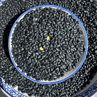 非转基因发芽黑豆1500g农家杂粮原味黑豆豆浆肾形有机黄心黑小豆
