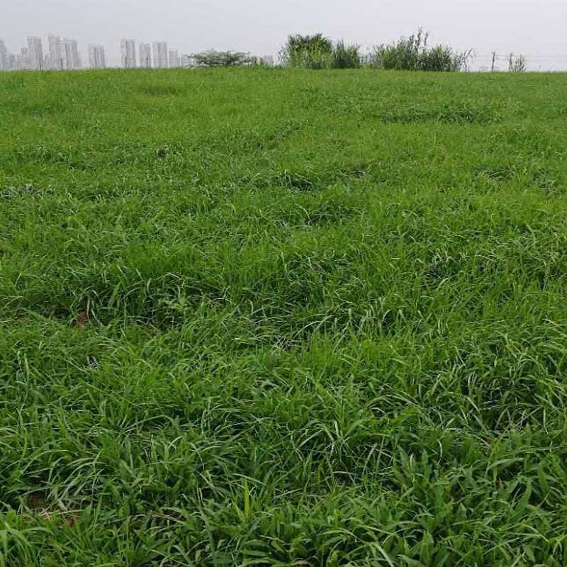 护坡绿化耐旱耐热河堤固土草种子