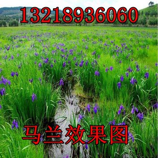 马兰花种子马莲种籽蝴蝶兰马蔺花籽宿根水生花卉耐盐碱地耐贫瘠