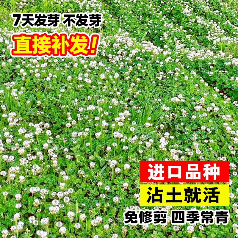 白三叶草草坪种子红三叶草花四季青草坪牧草果园绿肥绿植耐寒草籽