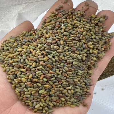 多年生牧草种籽多茬收割耐寒耐旱