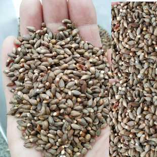 侧柏种子四季常青耐干旱树种扁柏可嫁接龙柏四季可播柏树林木种子