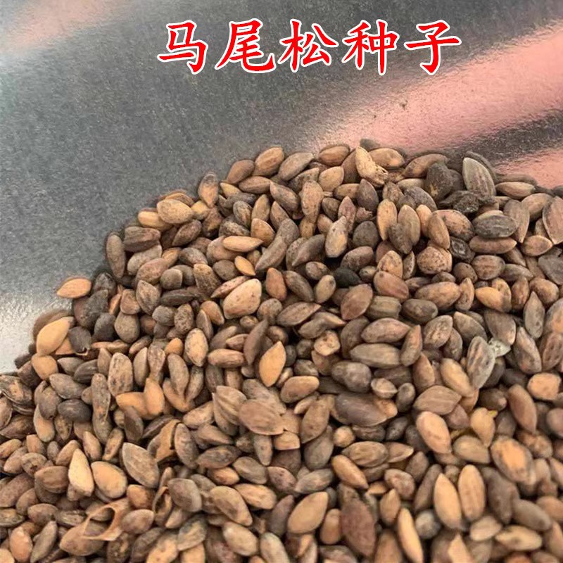 松树种子油松黑松雪松白皮松湿地松马尾松华山松五针松罗汉松种子