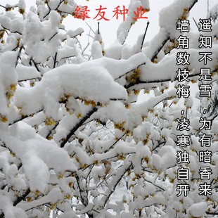 新采腊梅花种子黄梅狗牙蜡梅树花籽耐寒花灌木花卉寒梅花观花种籽