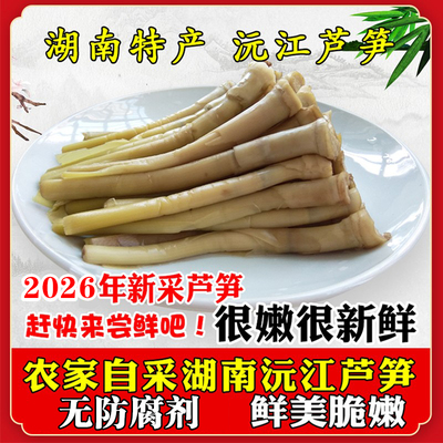 湖南沅江芦苇笋天然鲜嫩芦笋
