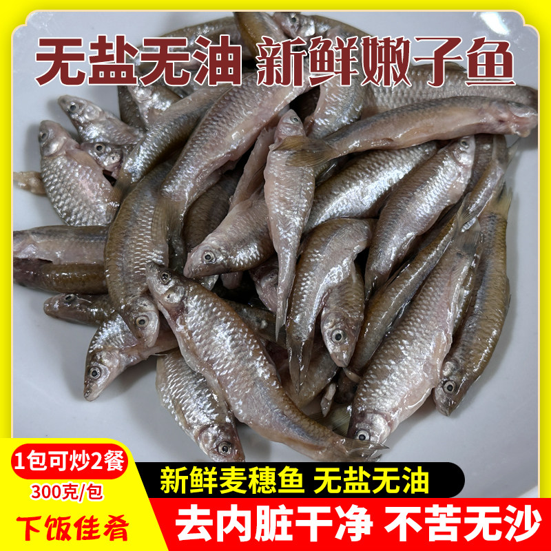 新鲜嫩仔鱼湖南特产淡水小河鱼麦穗鱼无油无盐300g去内脏鲜嫩子鱼