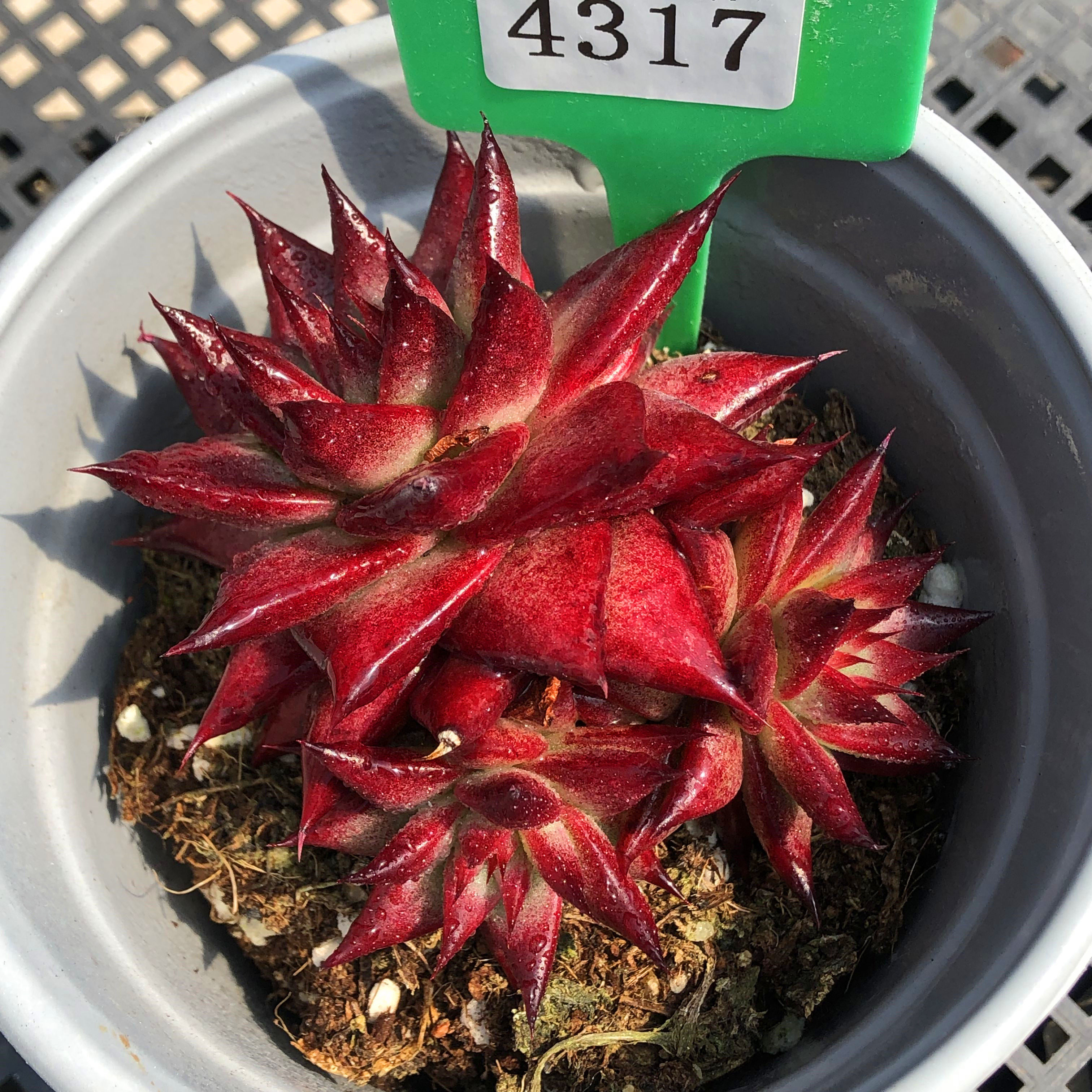 一物一拍血色罗密欧红檀罗宾带血斑红色系乌木冬云油漆色多肉植物