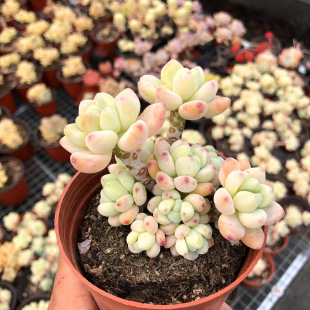 罗琦一物一拍带香味樱花粉劳尔果冻爆盆多头群生造型老桩花垂吊