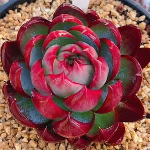 【清棚福利】一物一拍多肉植物群生多头老桩单锦缀化孤品杂交透亮