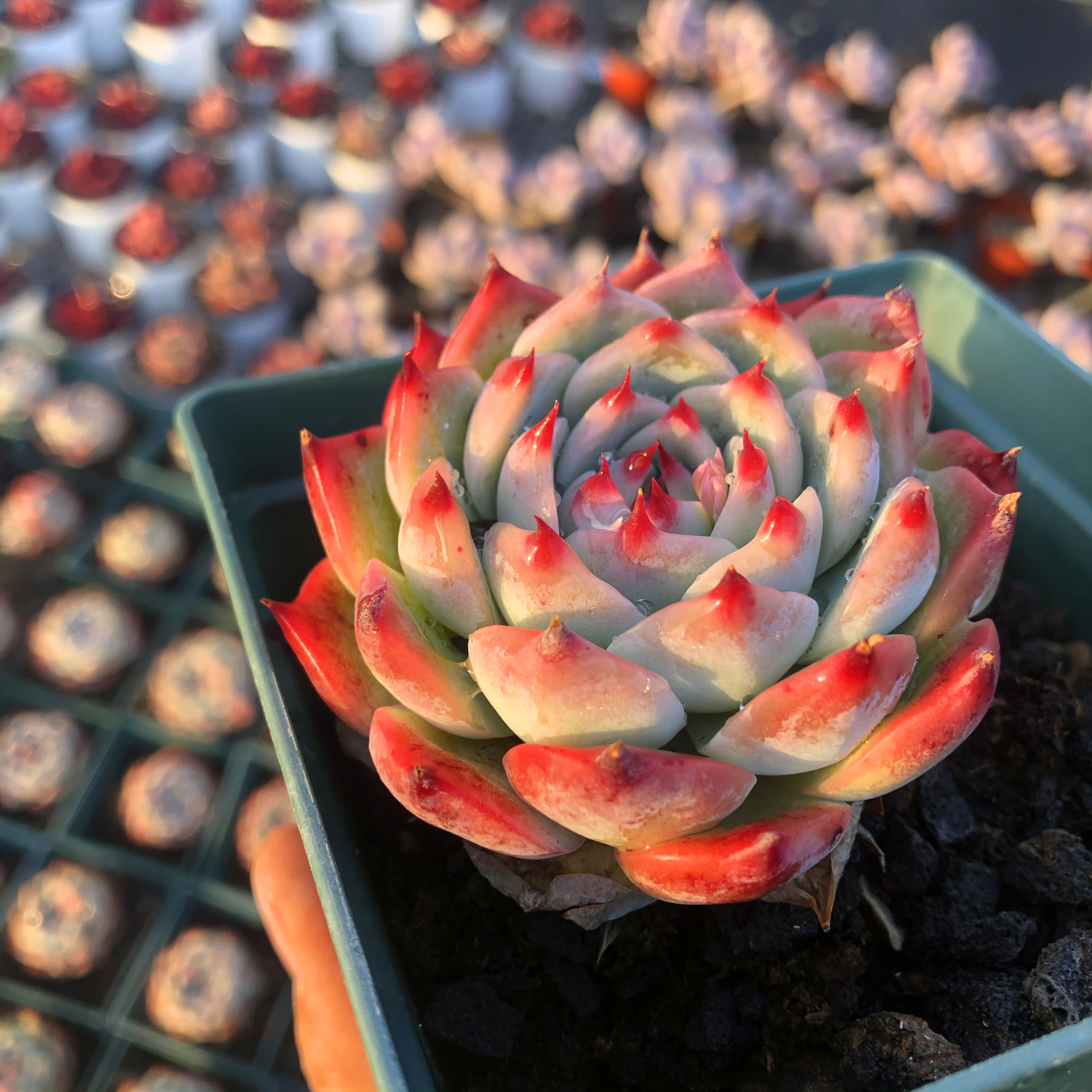 水蜜桃吉娃娃多肉多肉桃太郎