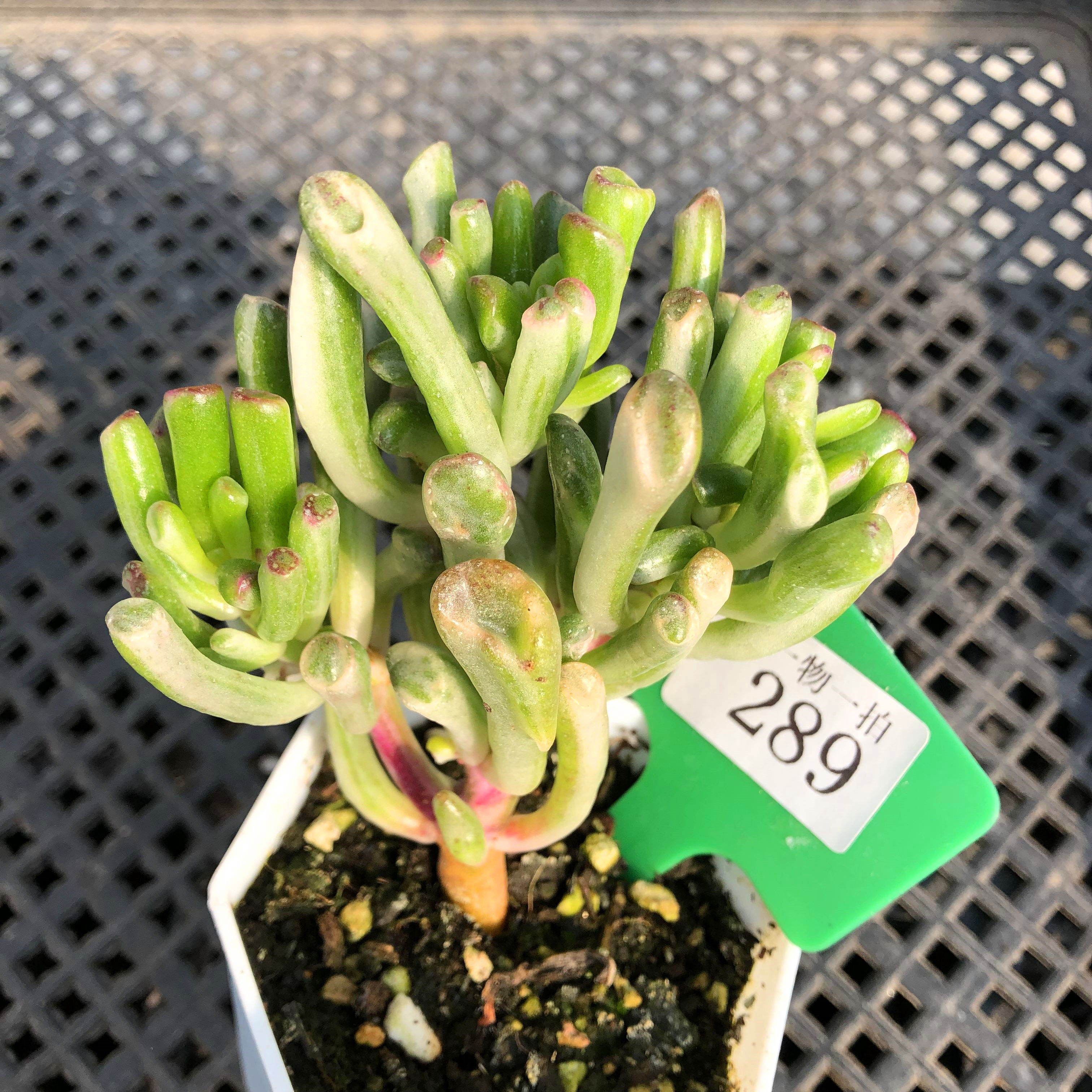 吸财树锦老桩多肉植物组合