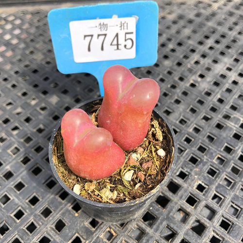 多肉植物肉锥一物一拍毛汉尼