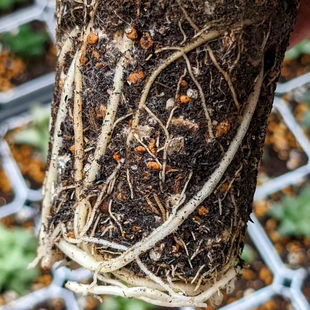 多肉植物用土营养种植工具进口泥炭土铺面石陶粒生根肥料38包邮