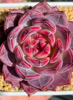 钻石纹浮光夜魔侠一物一拍多肉植物老桩单头花卉绿植红色暗纹新手