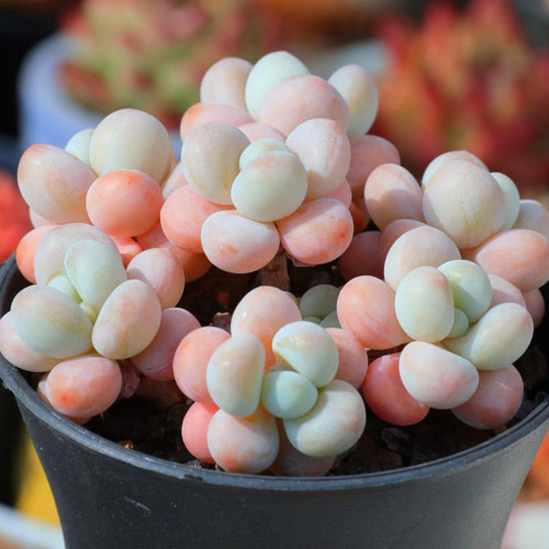 丸叶洛神多肉植物群生老桩