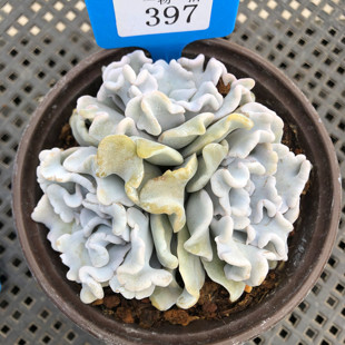 白饺子皮芭蕾舞者一物一拍多肉植物群生多头皱叶韩国贵货稀有