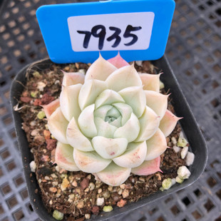 女王玫瑰颜如玉优选个体暗纹红色边线多肉植物蜡质感油腻38包邮