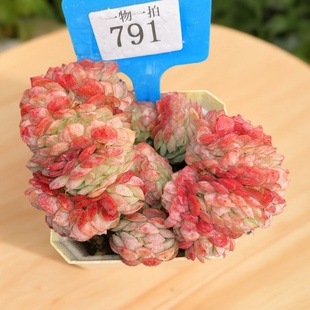 奶油贝瑞缀化群生一物一拍日系胭脂月影双子柠檬多肉植物群生多头