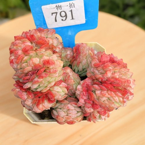 奶油贝瑞缀化群生一物一拍