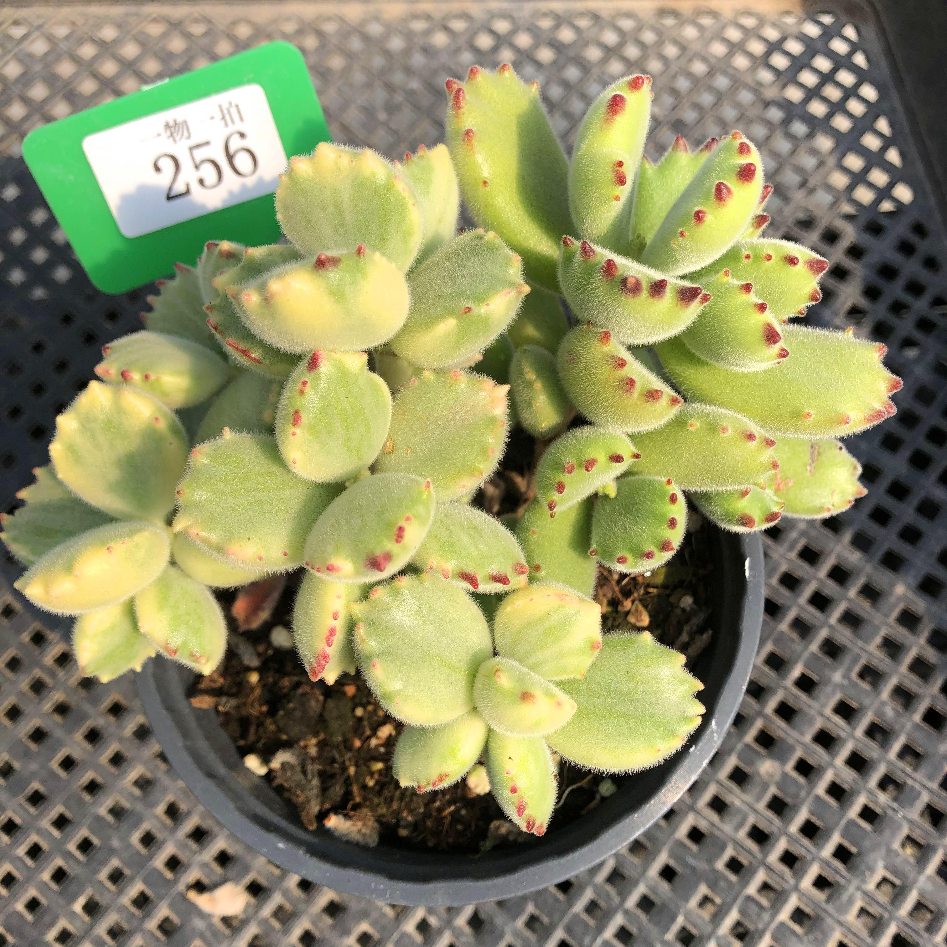 白黄绿熊童子一物一拍老桩