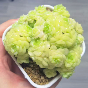 白天鹅群生单多头老桩多肉植物一物一拍优选透亮麦秆爆头油腻带盆