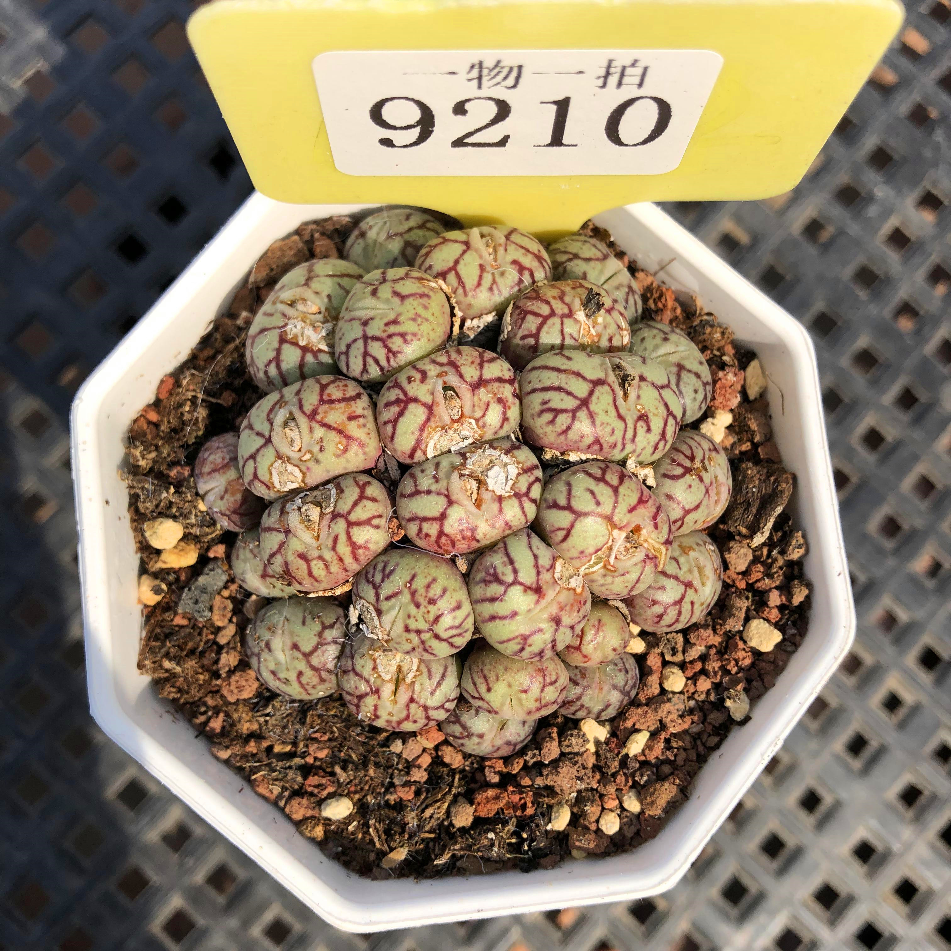 安贞霓虹安珍蝴蝶勋章青姬墨小饼肉锥番杏猴脸一物一拍多肉植物群