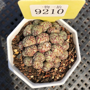 猴脸安贞霓虹安珍蝴蝶勋章青姬墨小饼肉锥番杏一物一拍多肉植物群