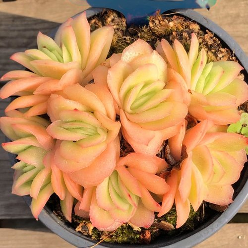 冰玫瑰锦一物一拍多肉植物