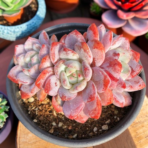 多肉植物一物一拍暗纹粉红色